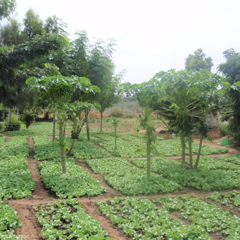 Vue quotidienne, Laos